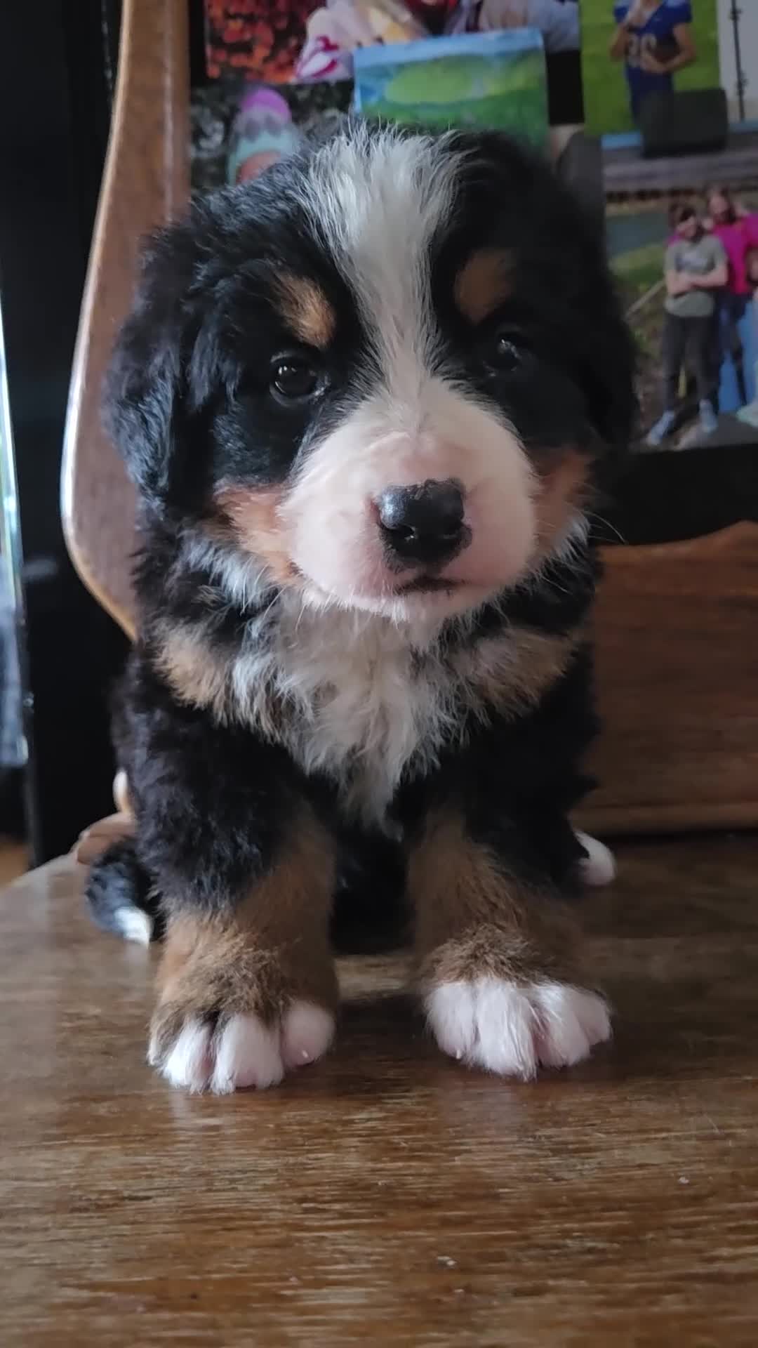Bernese Mountain Dog dogs for sale: Bernese Mountain Dog Puppy 4 - Video 2