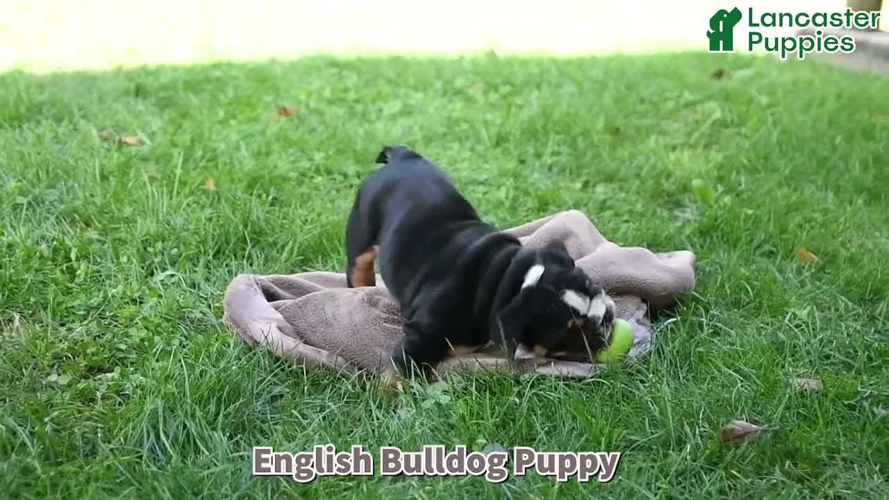 English Bulldog dogs for sale: Pumpkin - Video 1