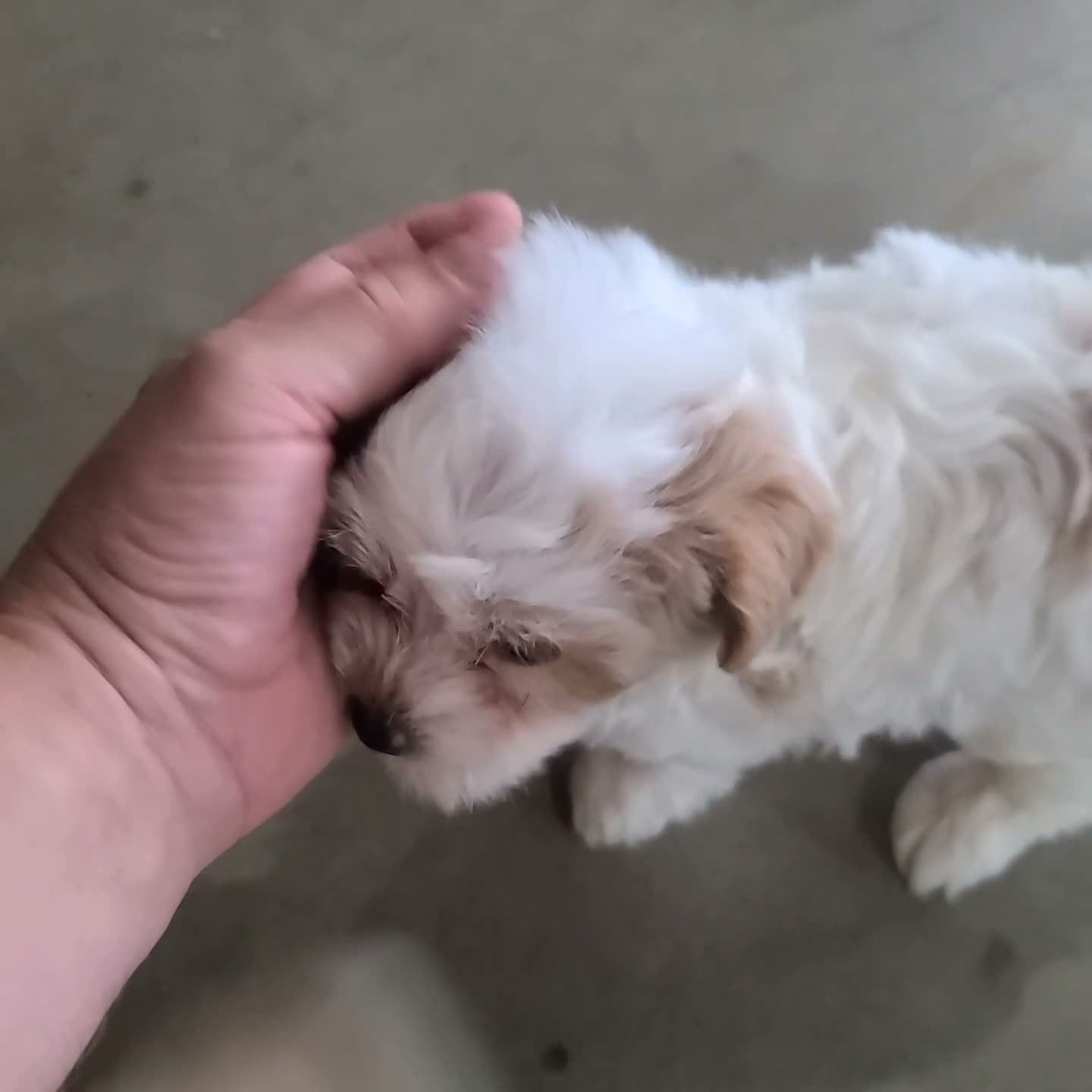 Maltipoo dogs for sale: Montey - Video 1