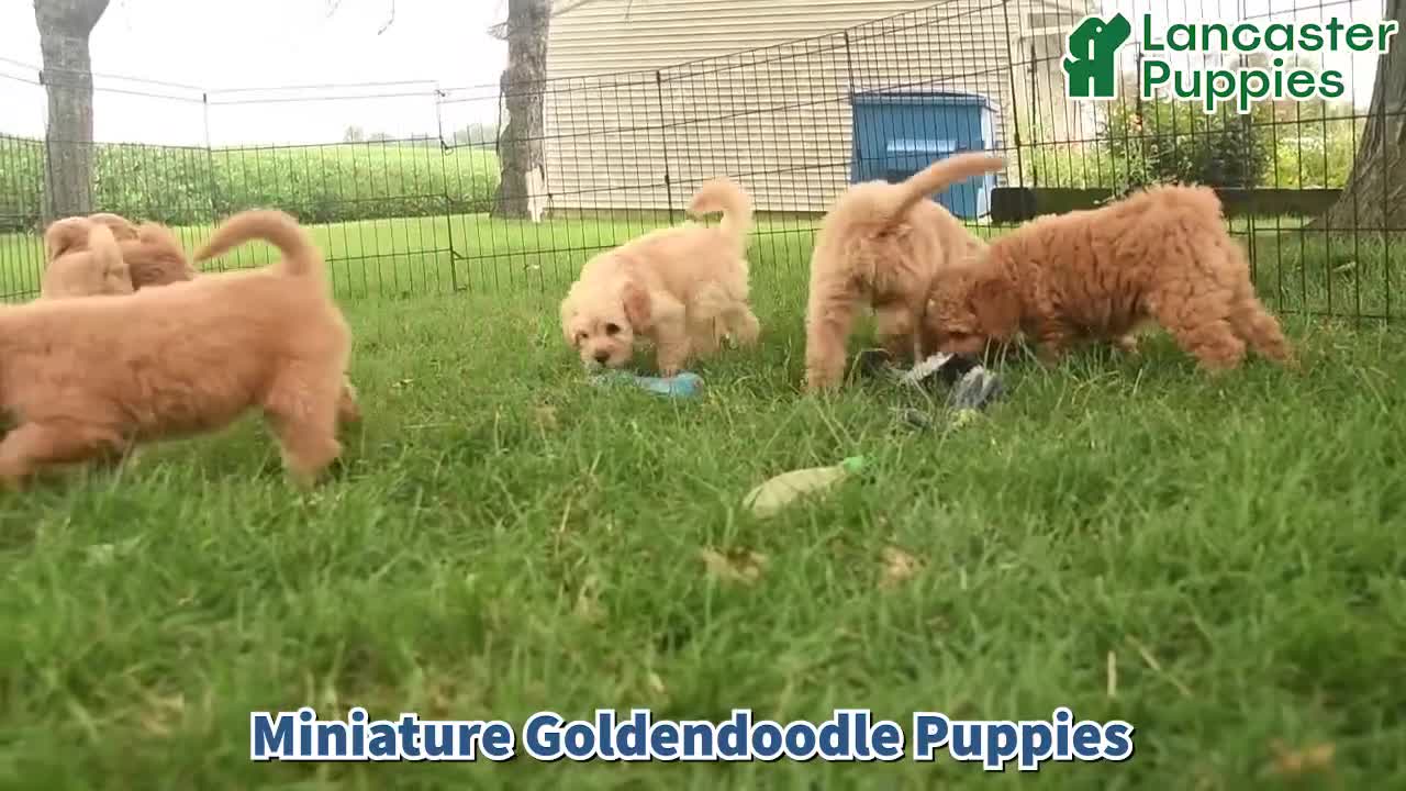 Mini Goldendoodle dogs for sale: Nugget  - Video 1