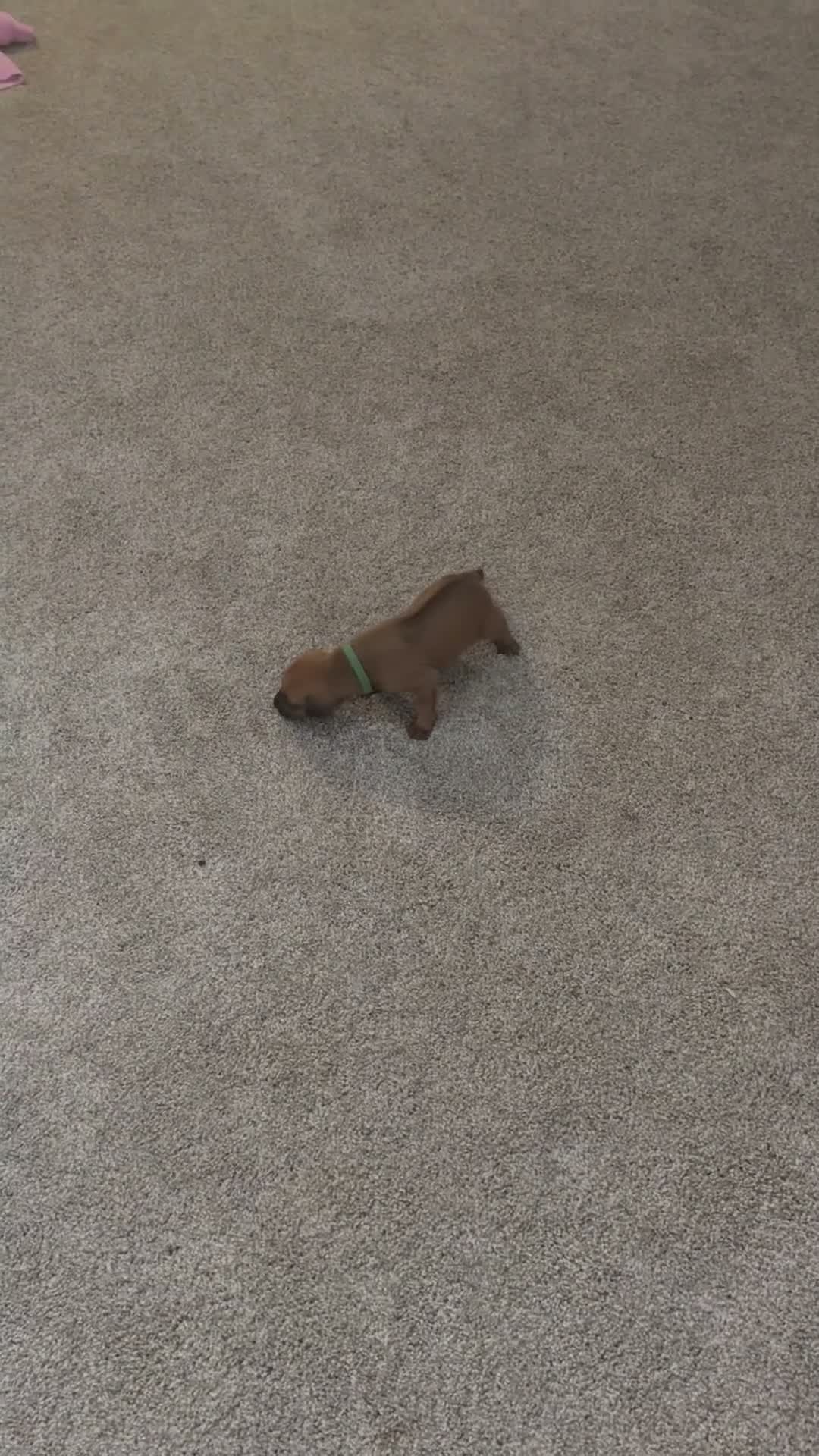 Rhodesian Ridgeback dogs for sale: Rhodesian Ridgeback 2 - Video 1