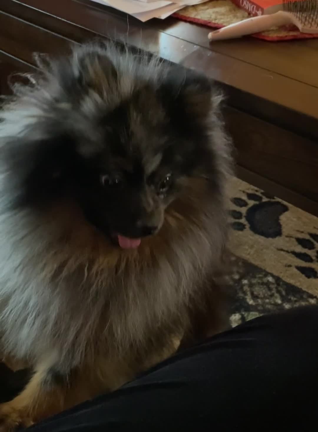 Pomeranian dogs for sale: Otis - Video 1