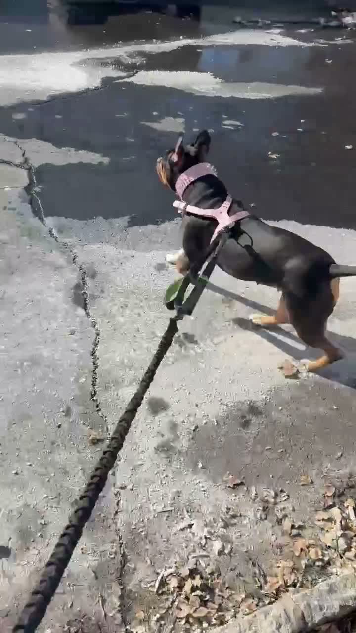 Mixed Breed dogs for sale: Mixed Breed 3 - Video 4