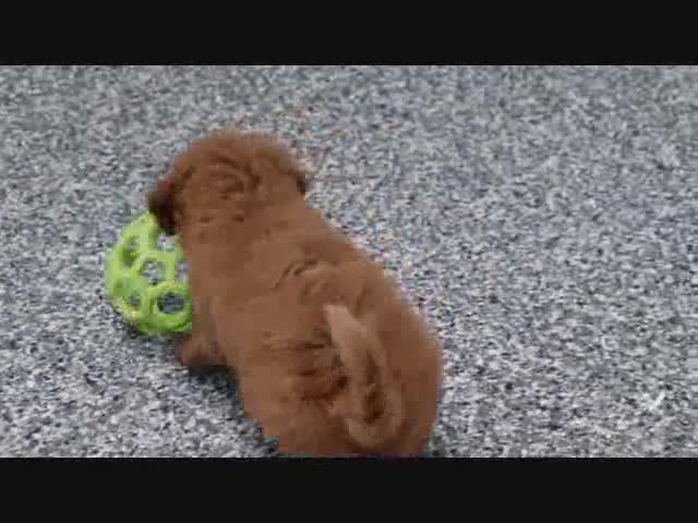 Mini Goldendoodle dogs for sale: Fallon - Video 5