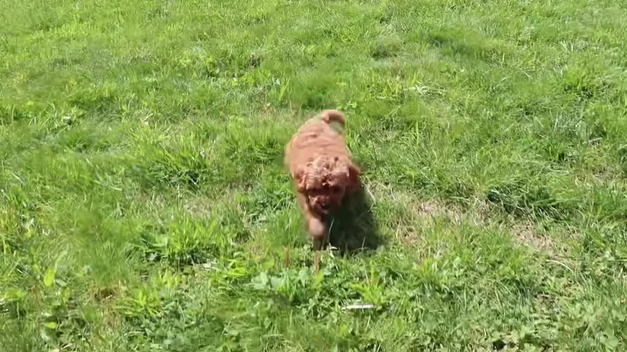 Cavapoo dogs for sale: Mr. Rambo - Video 8