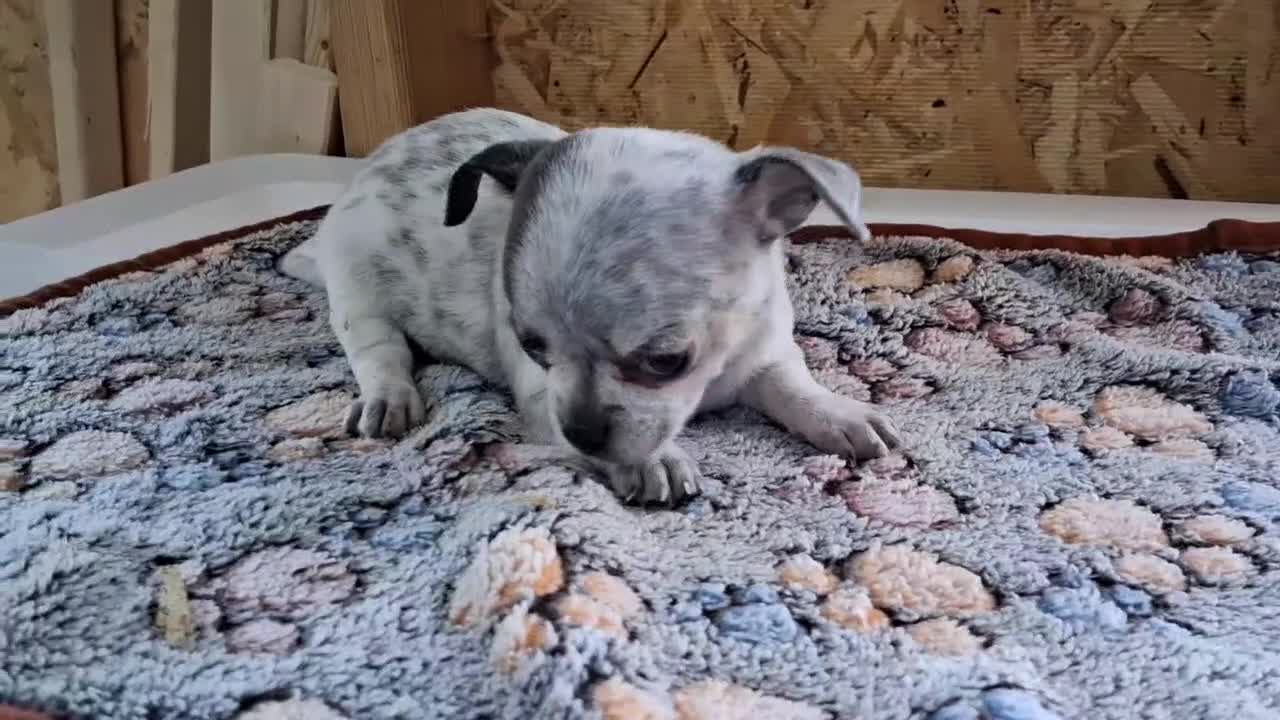 Chihuahua dogs for sale: Jelly - Video 1
