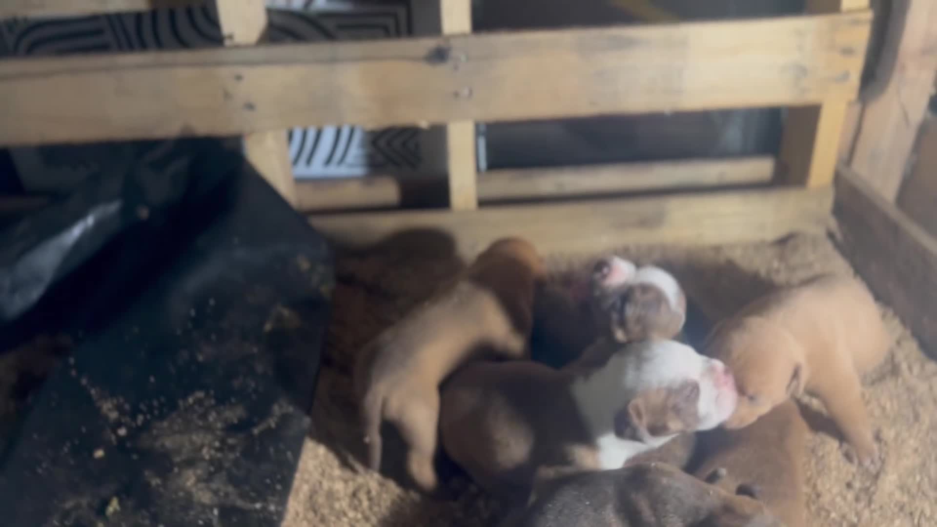 Olde English Bulldogge dogs for sale: Red fawn male -Available  - Video 1
