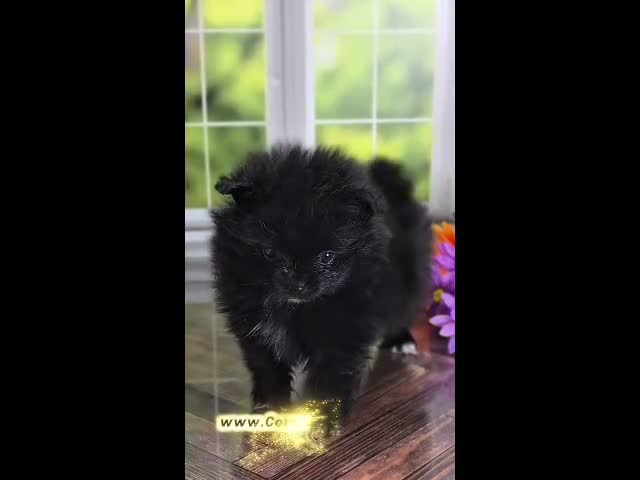 Pomeranian dogs for sale: Fudge - Adventerous Love Bug! - Black Boy - Video 2