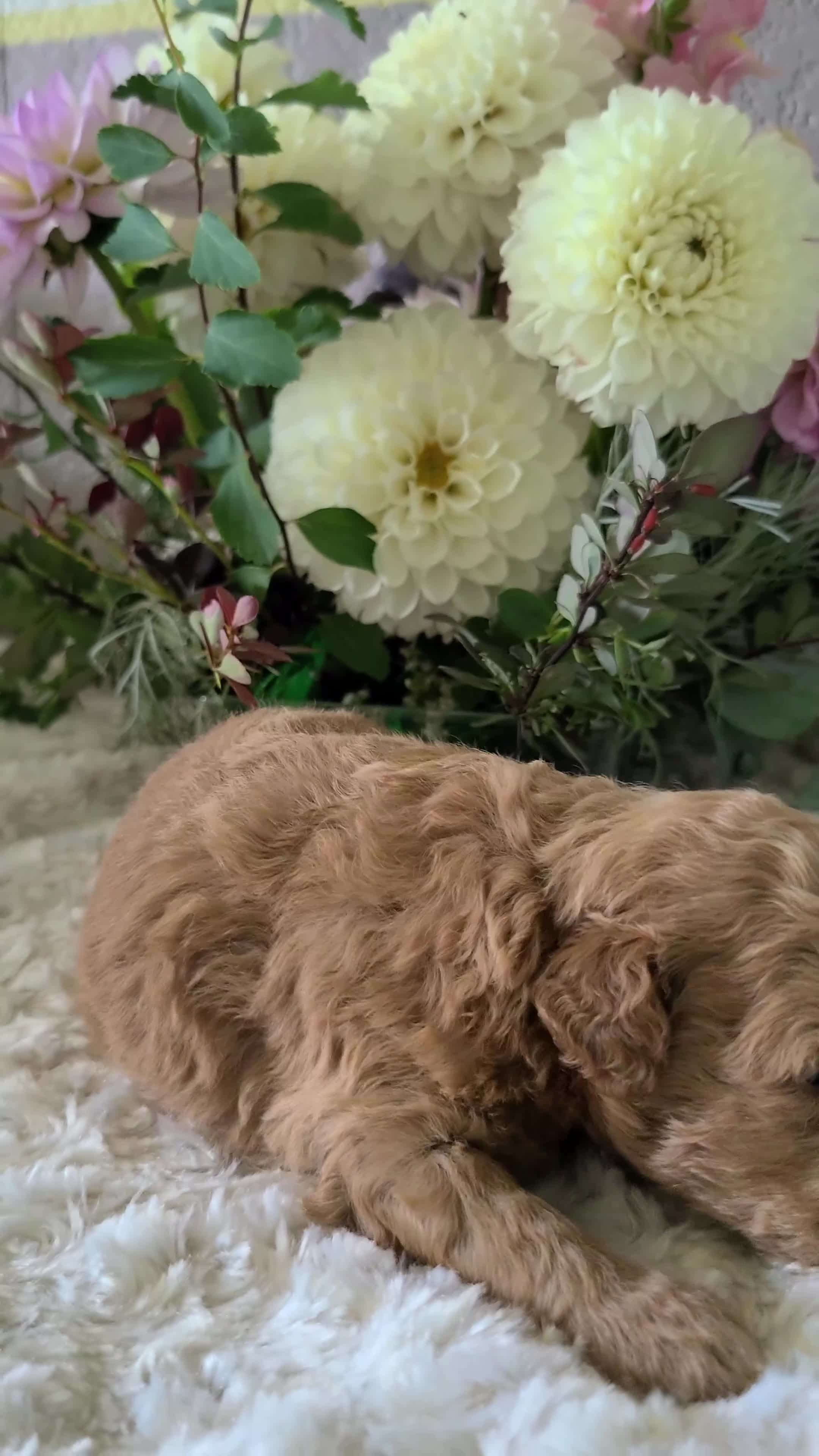 Mini Goldendoodle dogs for sale: Inez - Video 1