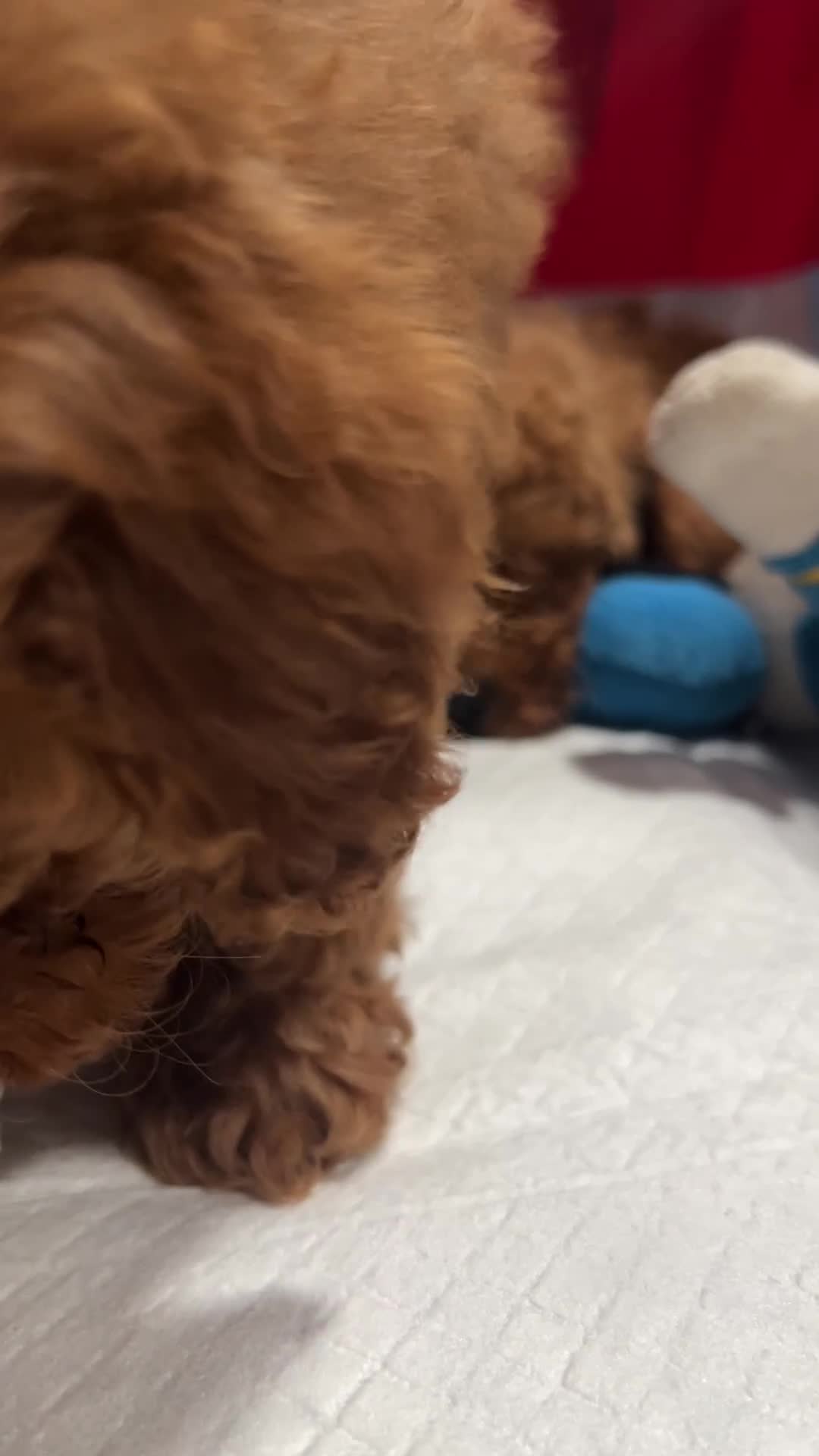 Toy Poodle dogs for sale: Toy Poodle Puppy 1 - Video 1