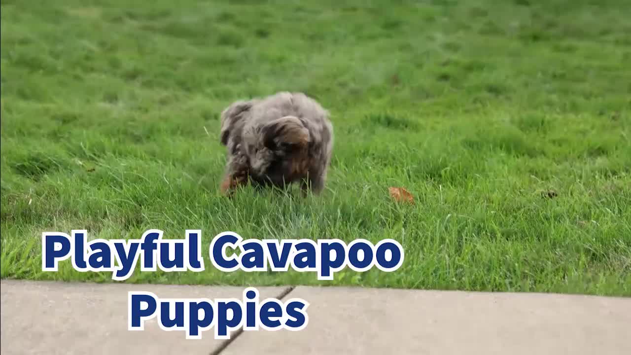 Cavapoo dogs for sale: Lainey❤️  - Video 1