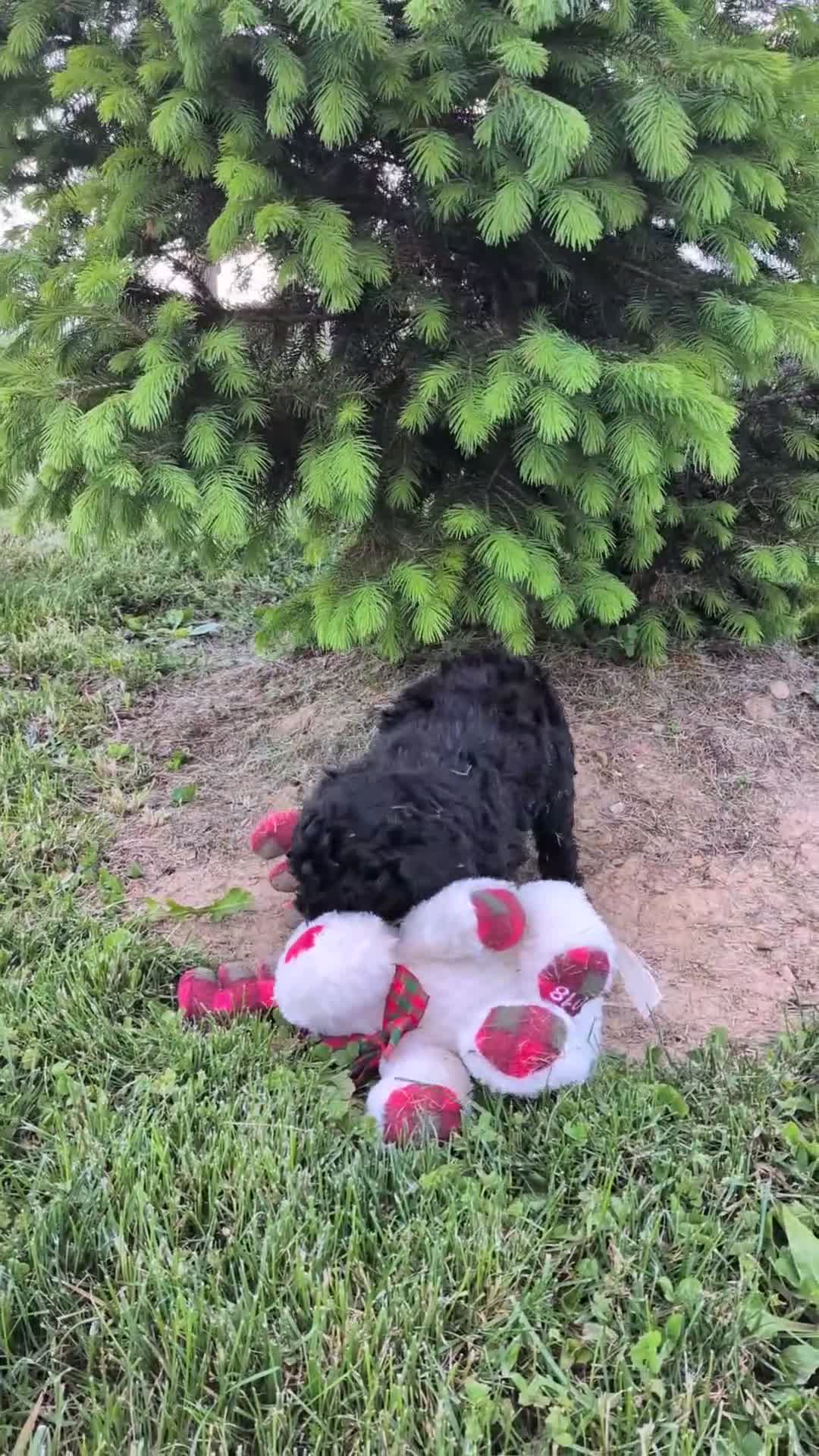 Miniature Poodle dogs for sale: Miniature Poodle Puppy 3 - Video 1