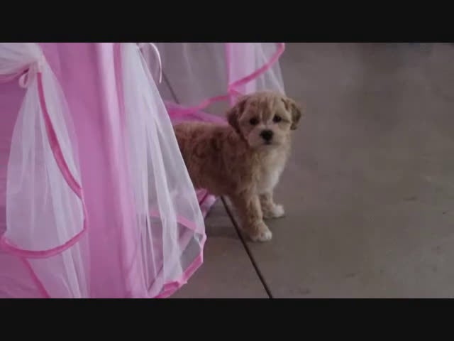 Maltipoo dogs for sale: Lilly - Video 1