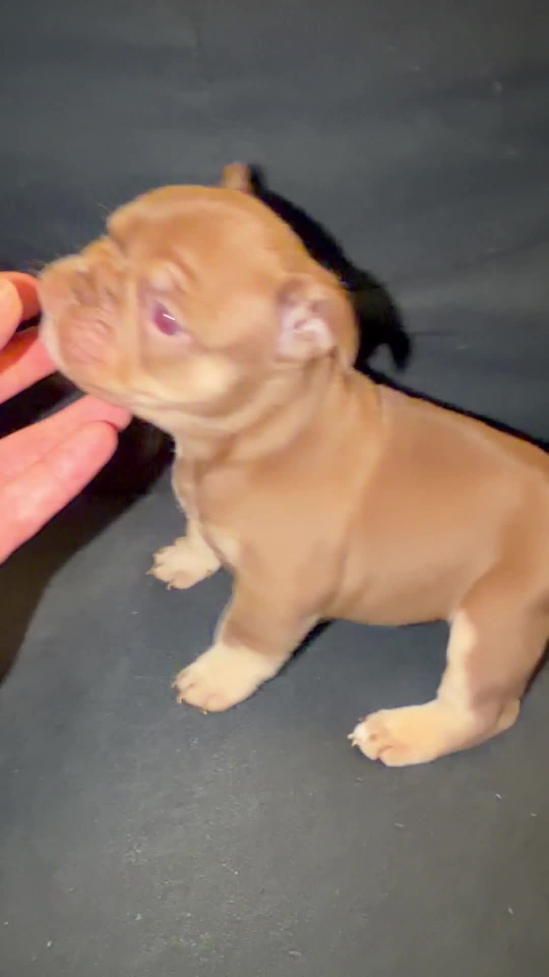 French Bulldog dogs for sale: Cappuccino - Video 1