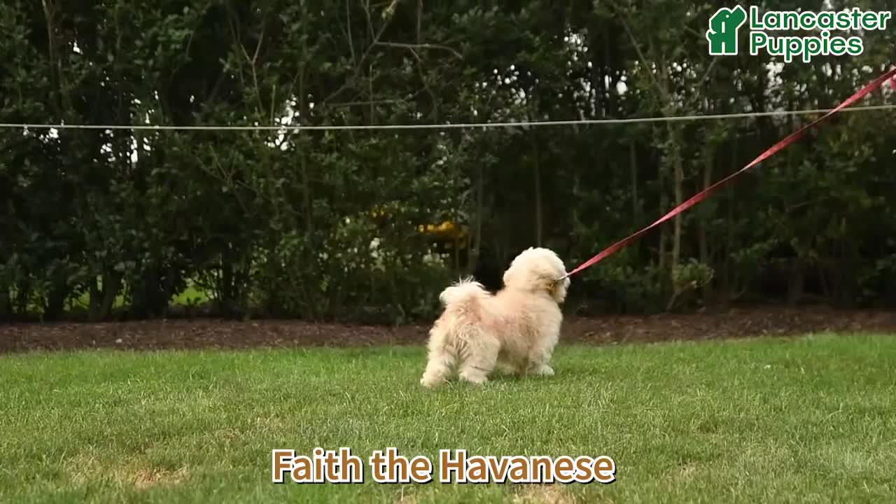 Havanese dogs for sale: Faith - Video 1