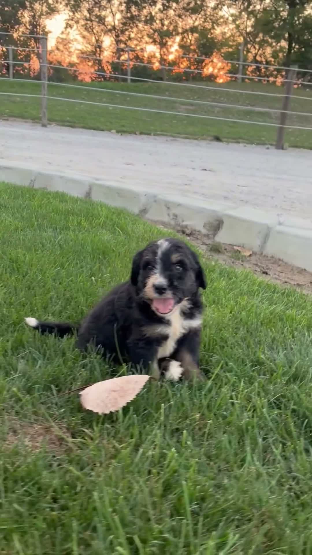 Bernedoodle dogs for sale: Rover - Video 1