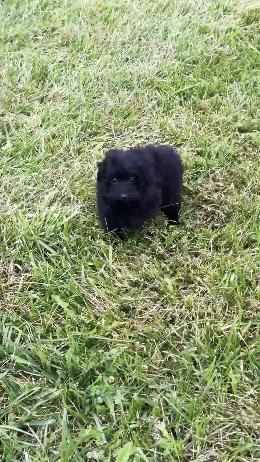 Mini Goldendoodle dogs for sale: Marnie - Video 1