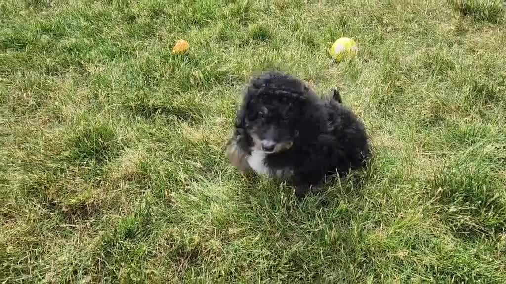 Mini Bernedoodle dogs for sale: Karly - Video 1