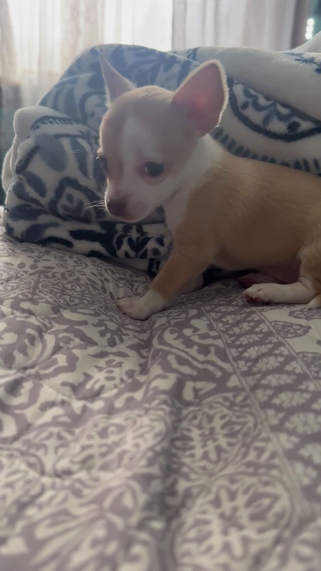 Chihuahua dogs for sale: Precious  - Video 1