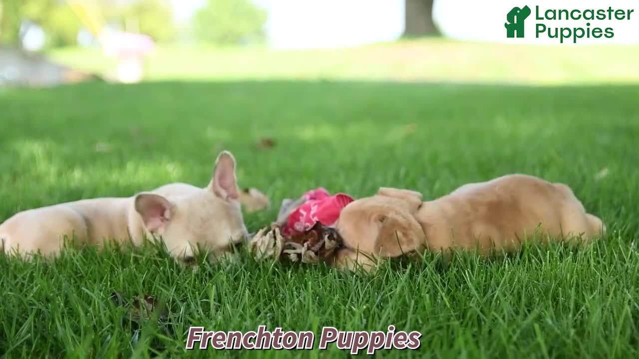 Frenchton dogs for sale: Max - Video 1