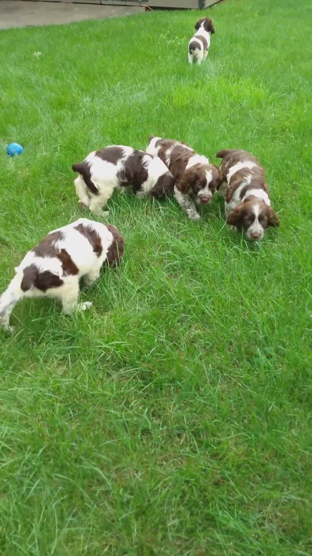 English Springer Spaniel dogs for sale: Macky - Video 1
