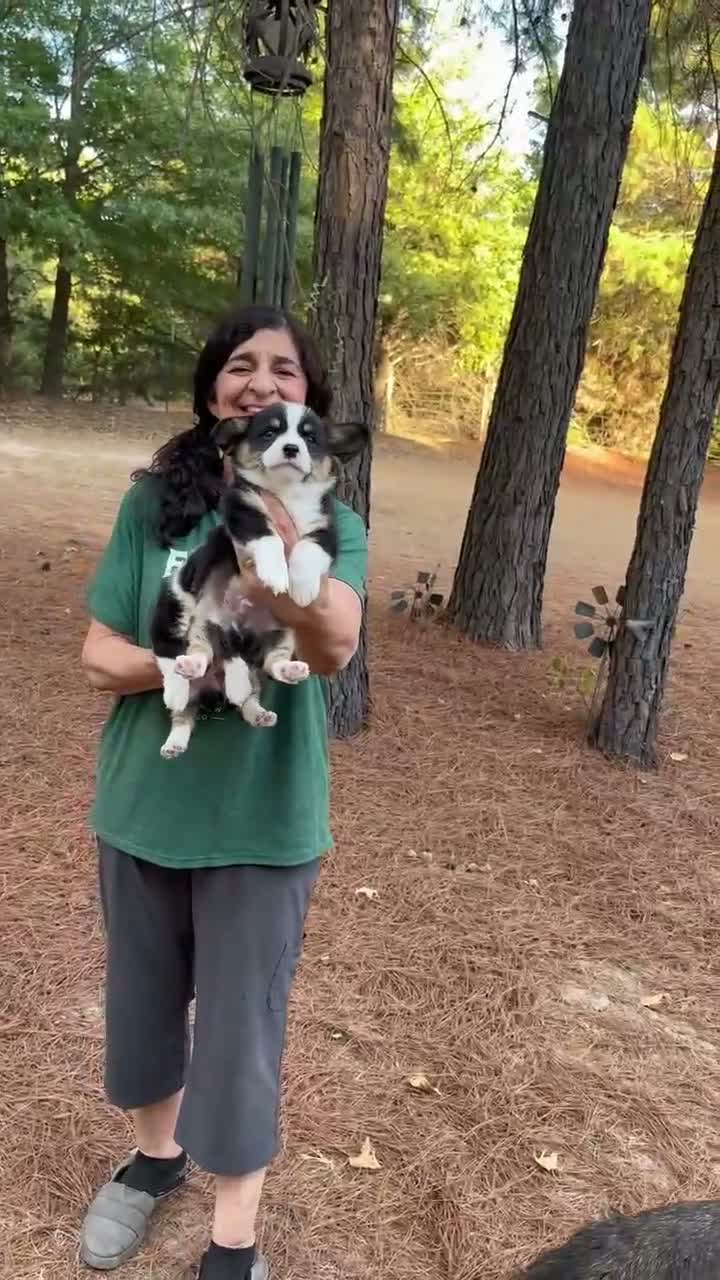 Welsh Corgi Pembroke dogs for sale:  2 - Video 1