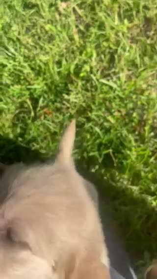Golden Retriever dogs for sale: Blue collar boy - Video 1
