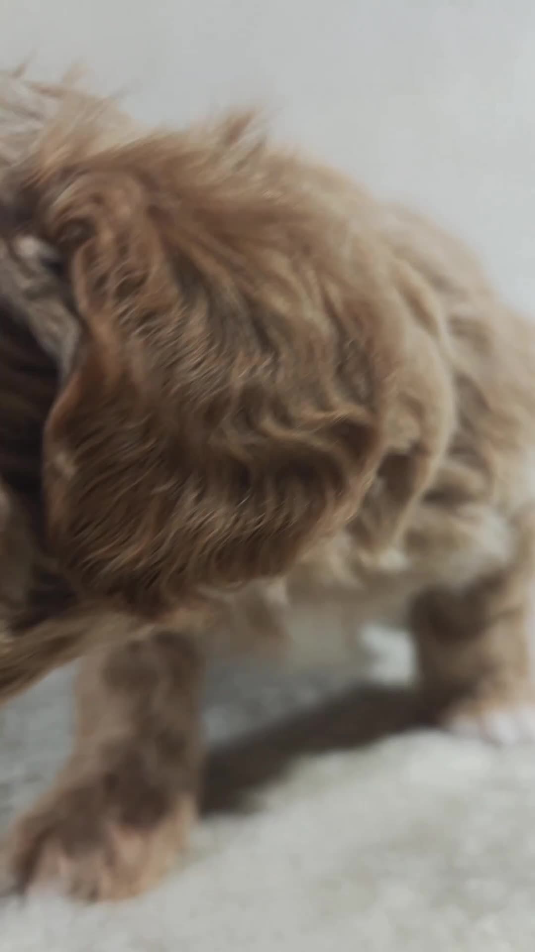Cavapoo dogs for sale: Biscuit (Micro Cavapoo - Video 1