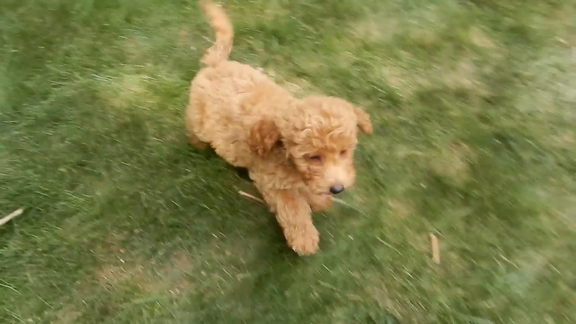 Mini Goldendoodle dogs for sale: Hazel - Video 2