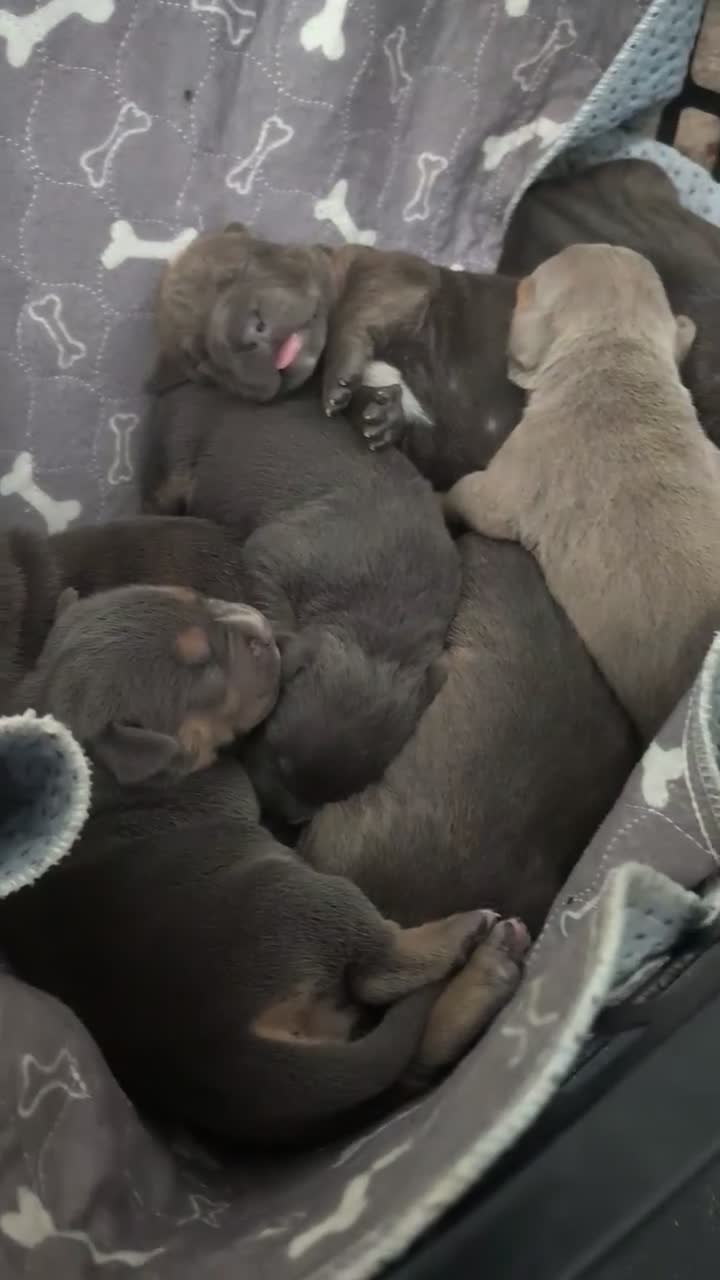 American Bully dogs for sale: American Bully 2 - Video 4