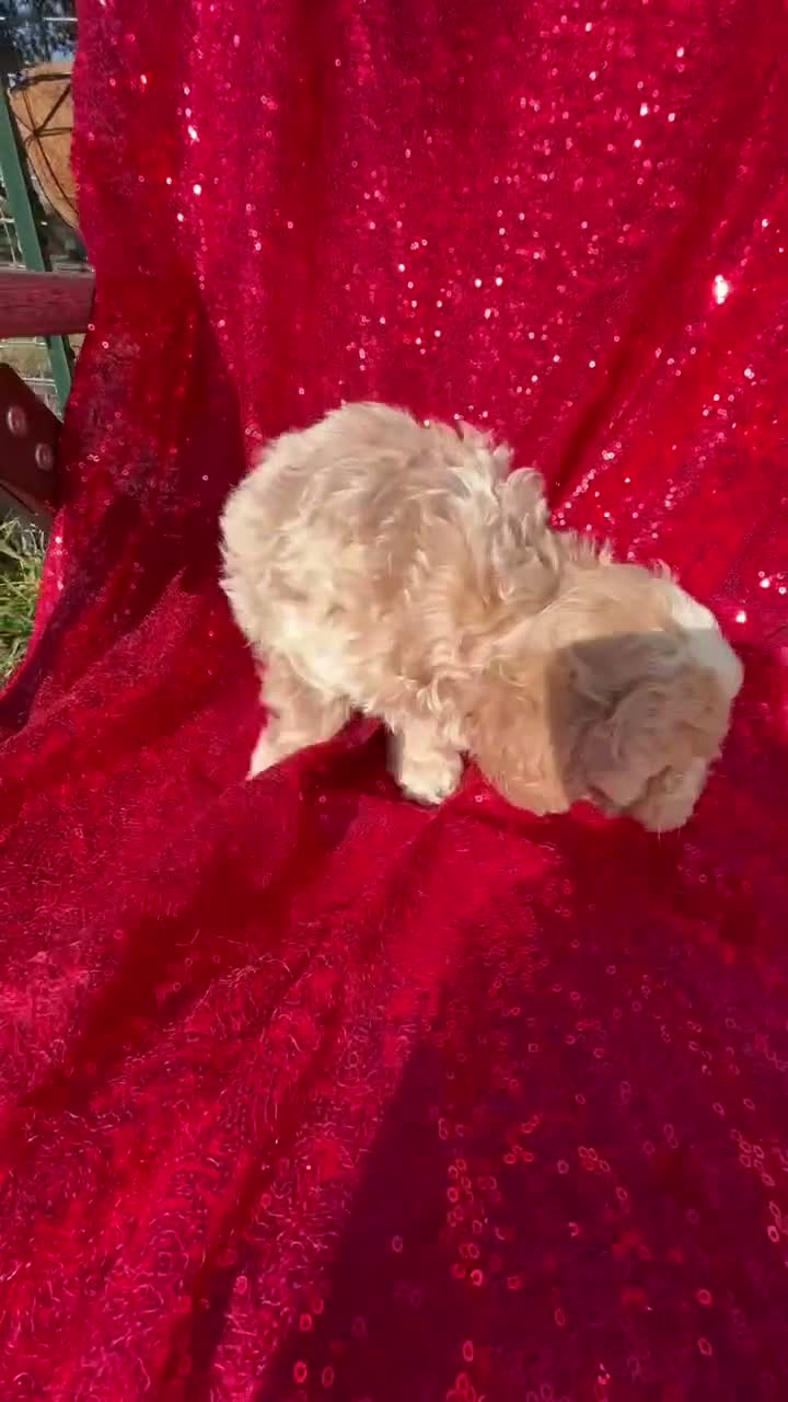 Toy Poodle dogs for sale: Toy Poodle 1 - Video 3