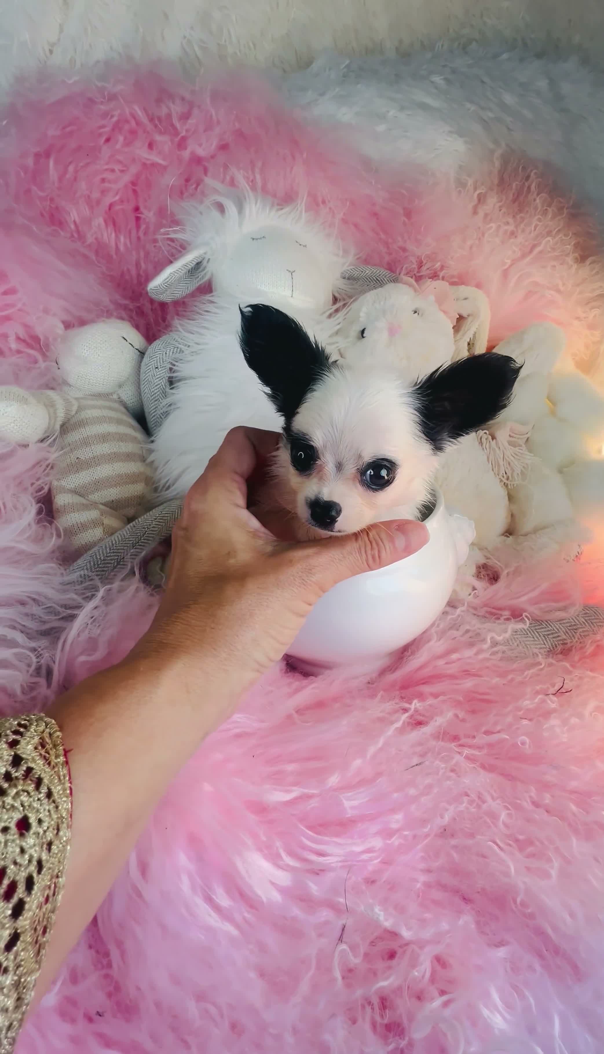 Chihuahua dogs for sale: Teacup/Pocketbook Chihuahua 1 - Video 1