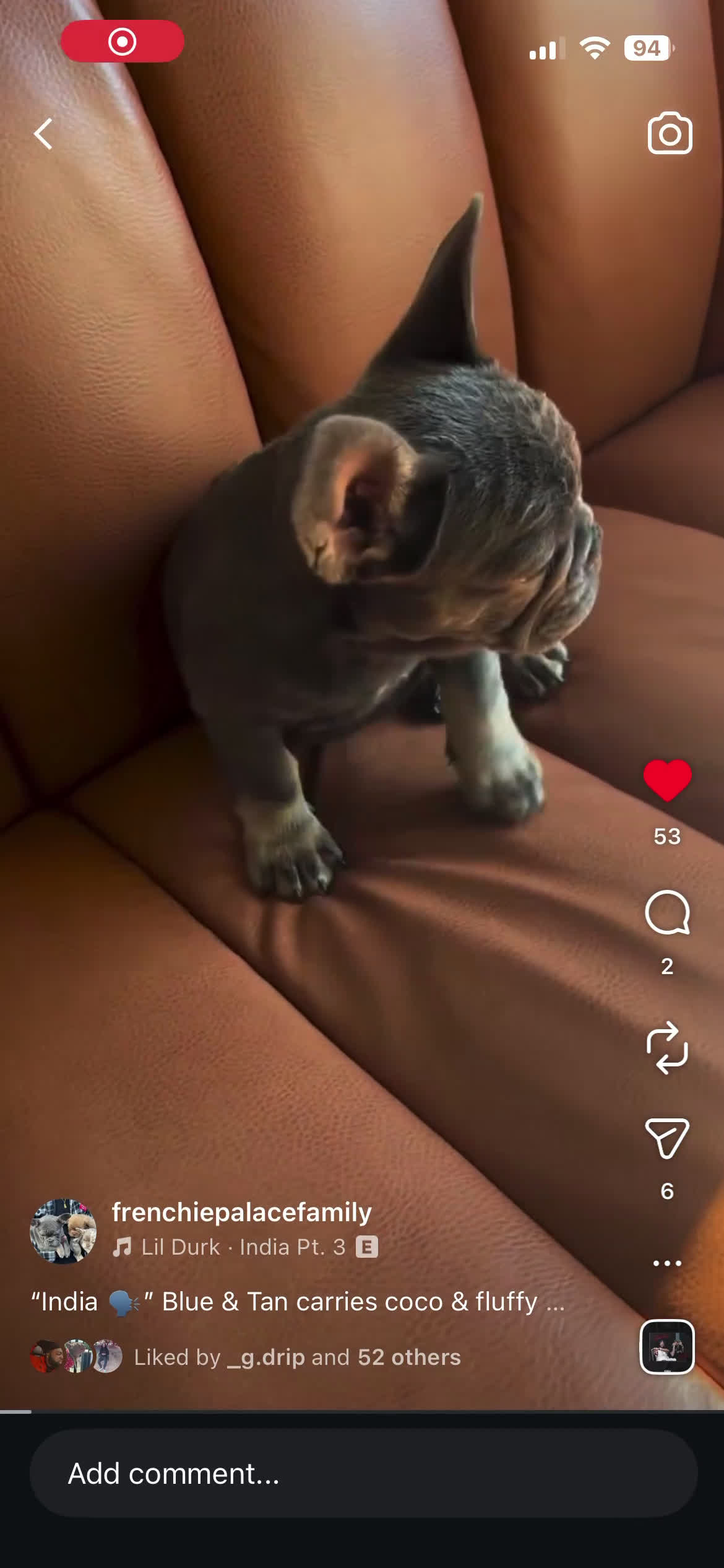 French Bulldog dogs for sale: French Bulldog Puppy 1 - Video 2