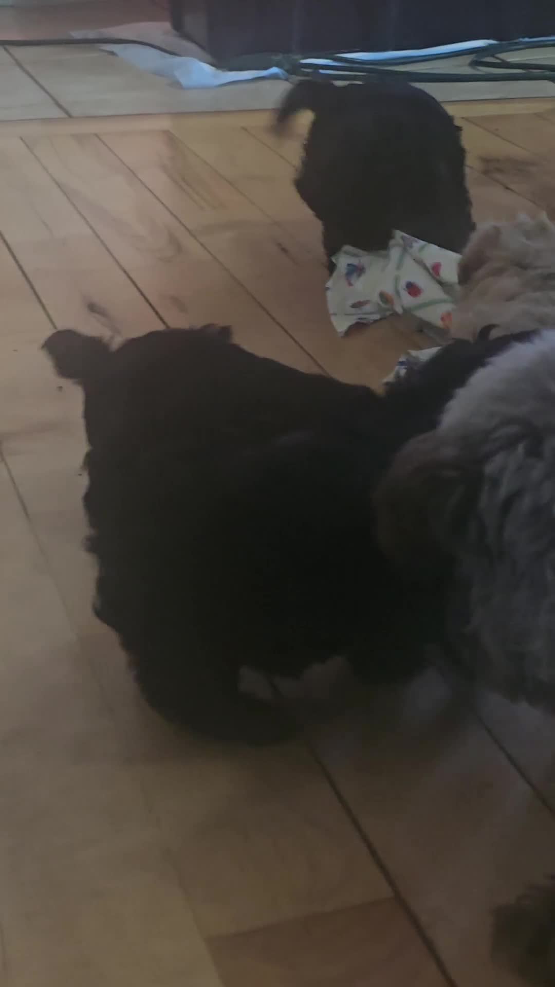 Shihpoo dogs for sale: Shihpoo Puppy 3 - Video 2