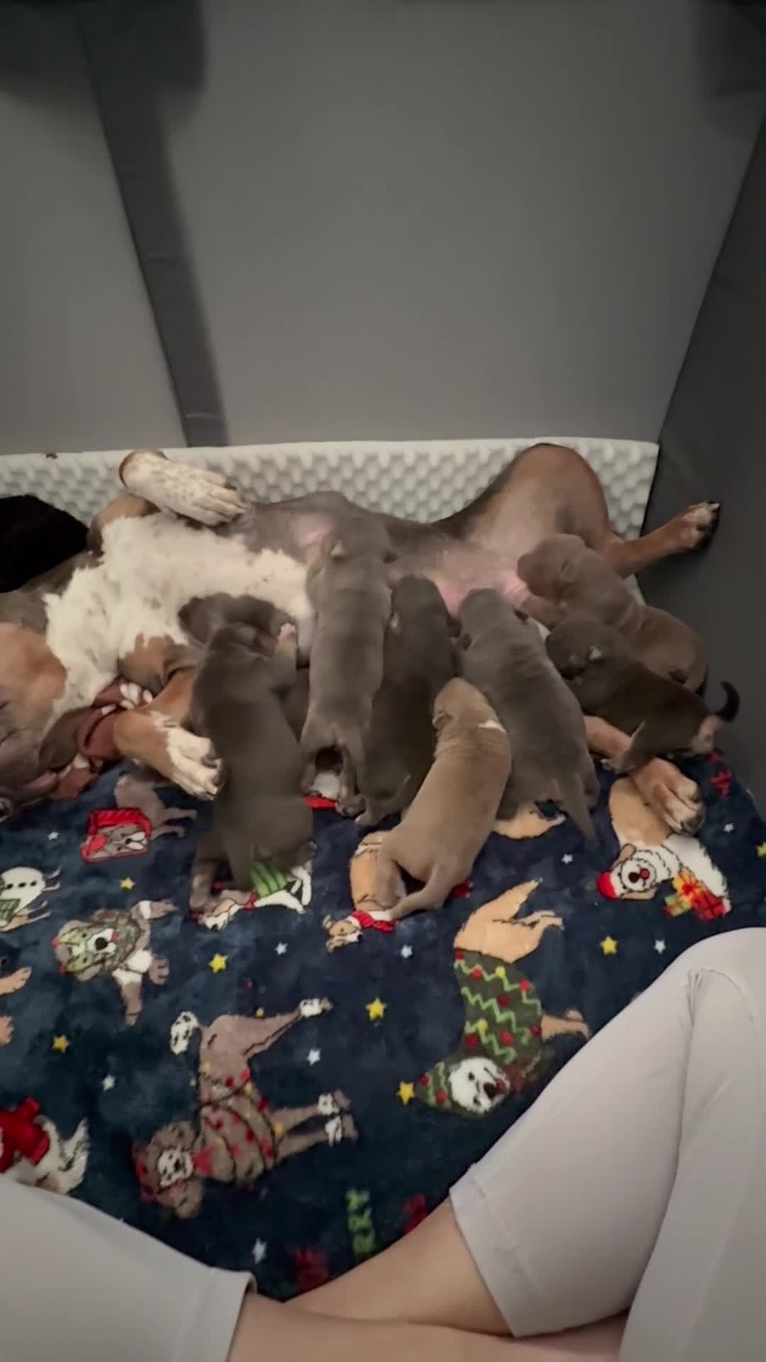 American Bully dogs for sale: Leviathan  - Video 4