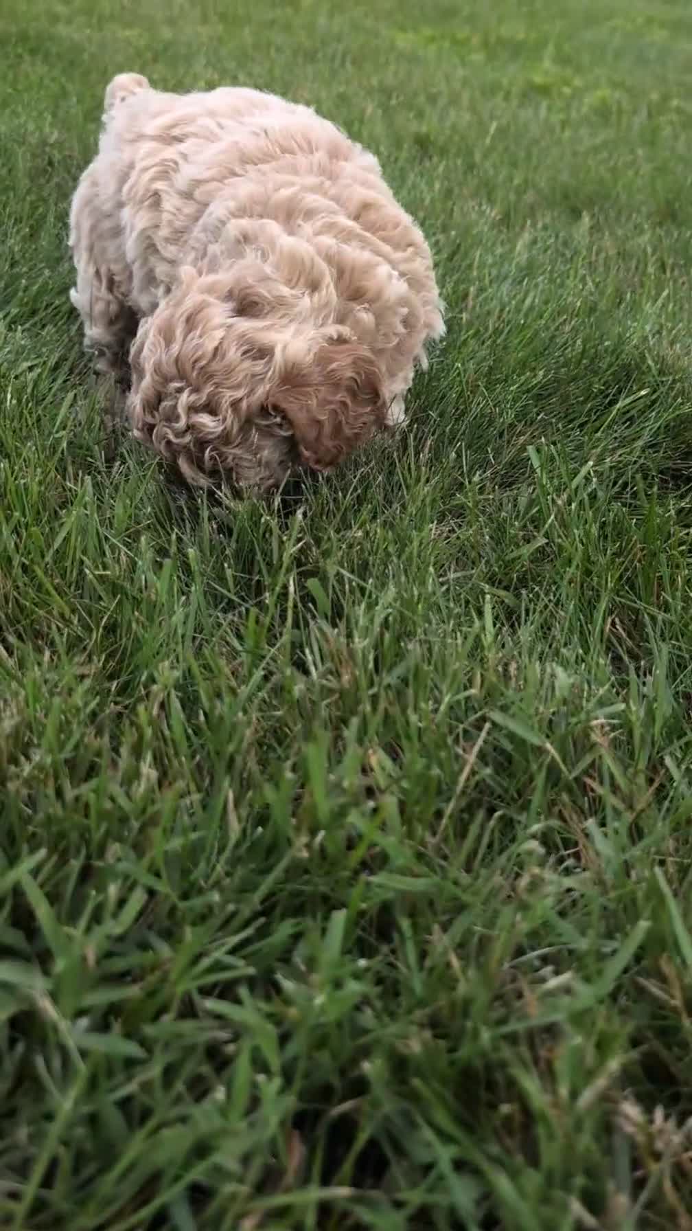 Miniature Poodle dogs for sale: Rascal - Video 1