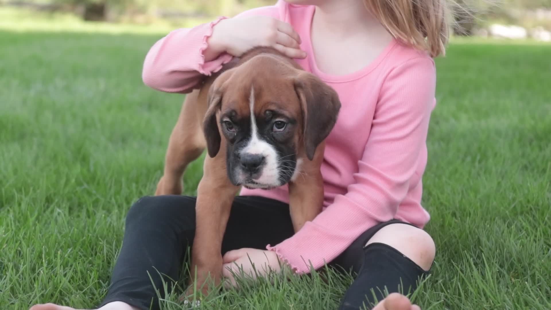 Boxer dogs for sale: Violet - Video 4