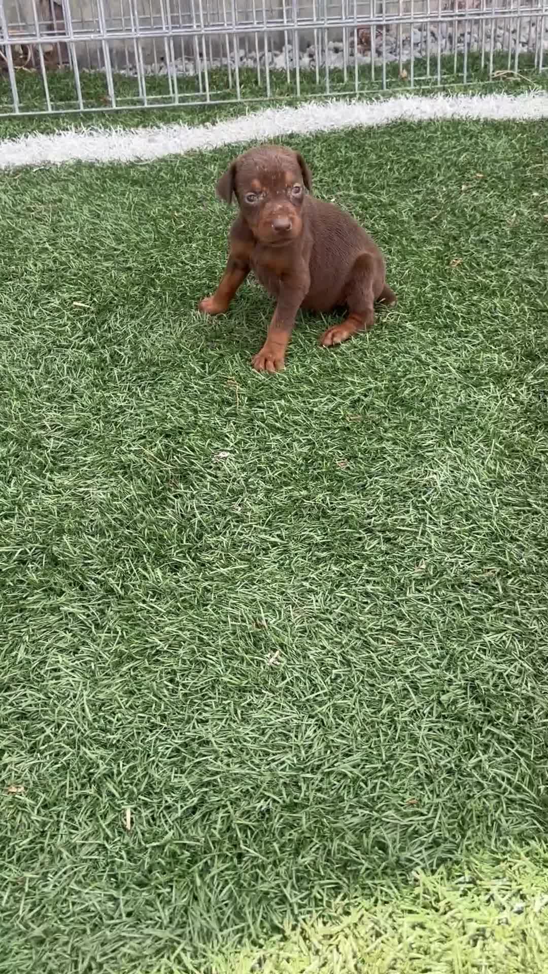 Doberman Pinscher dogs for sale: Zoe - Video 1