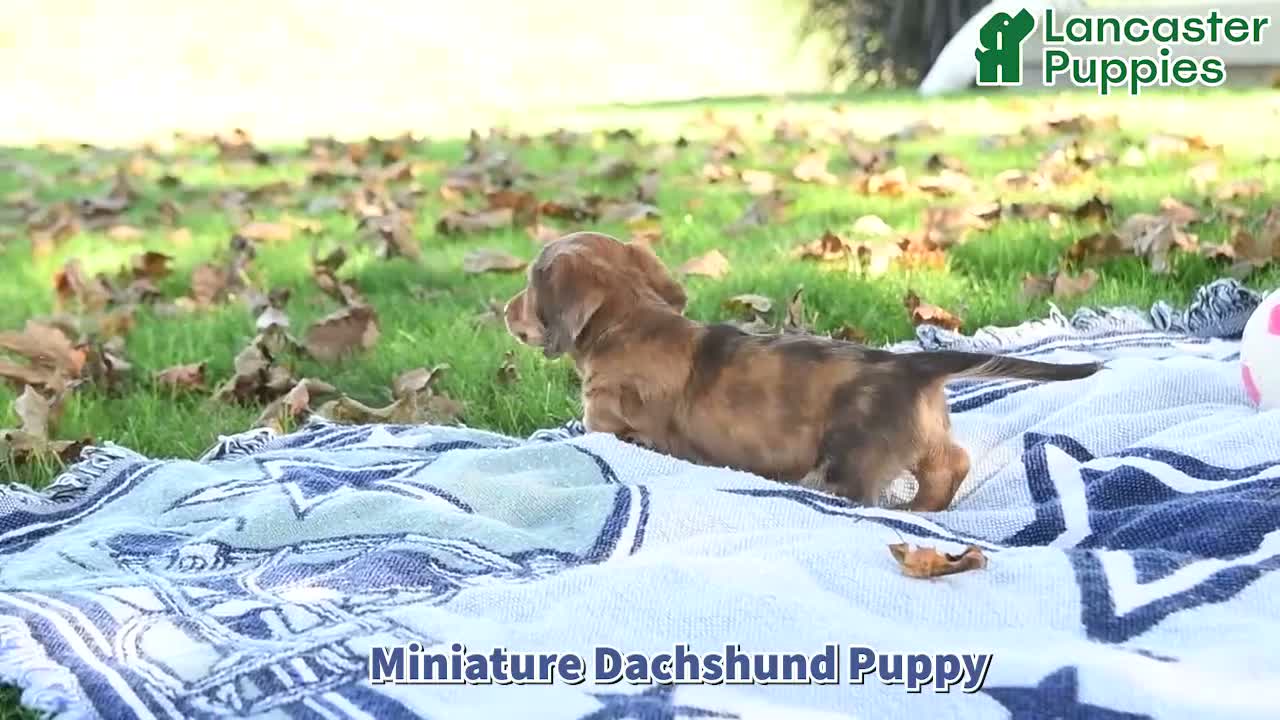Miniature Dachshund dogs for sale: Jasper - Video 1