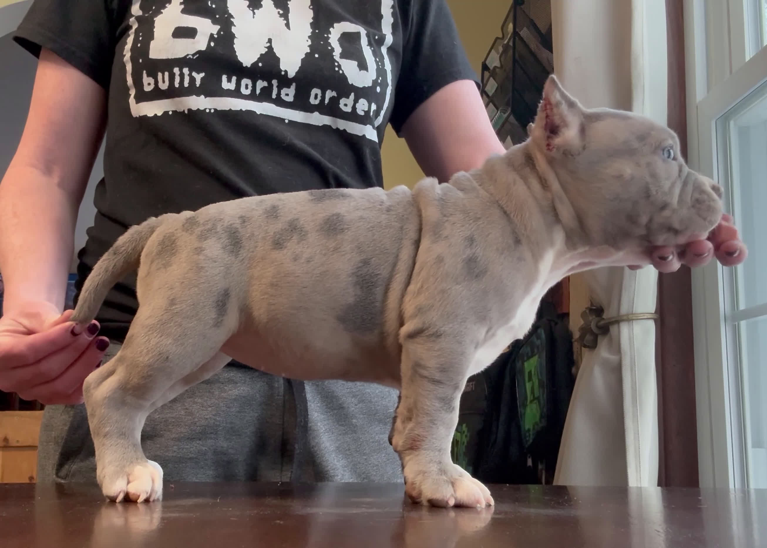 American Bully dogs for sale: Blue Merle Female  - Video 1