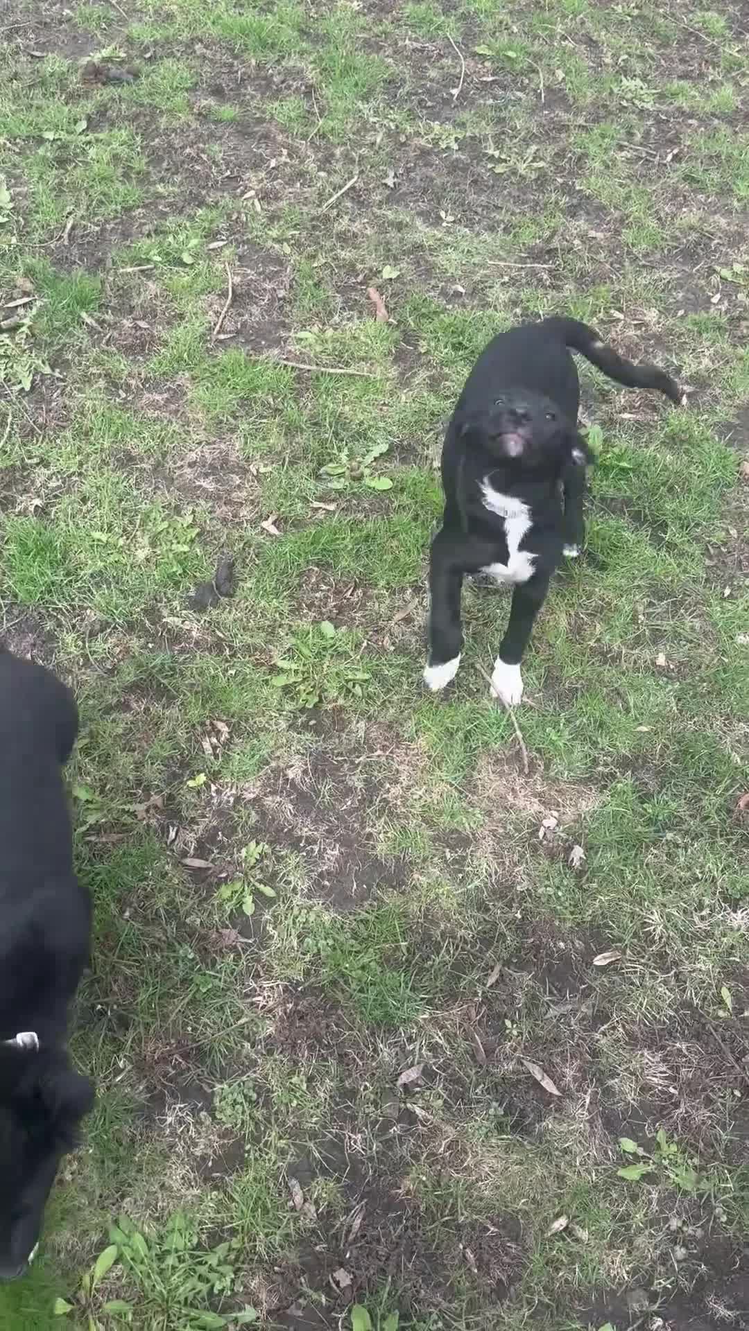 Mixed Breed dogs for sale: Rosie - Video 1