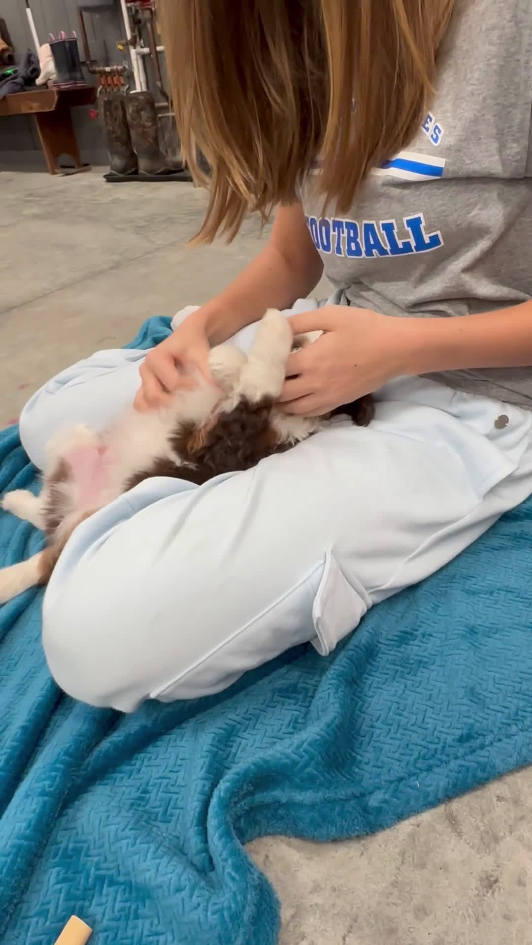 Aussiedoodle dogs for sale: Benji - Video 1