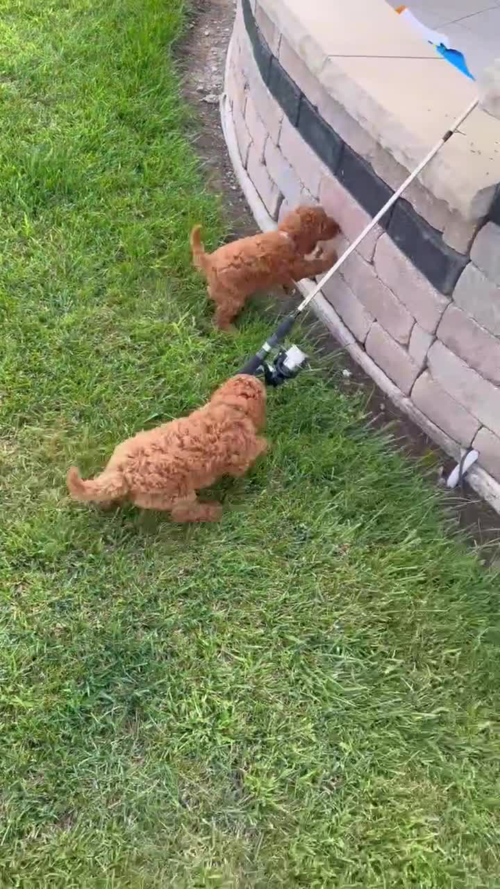 Cockapoo dogs for sale: Kenya - Video 3