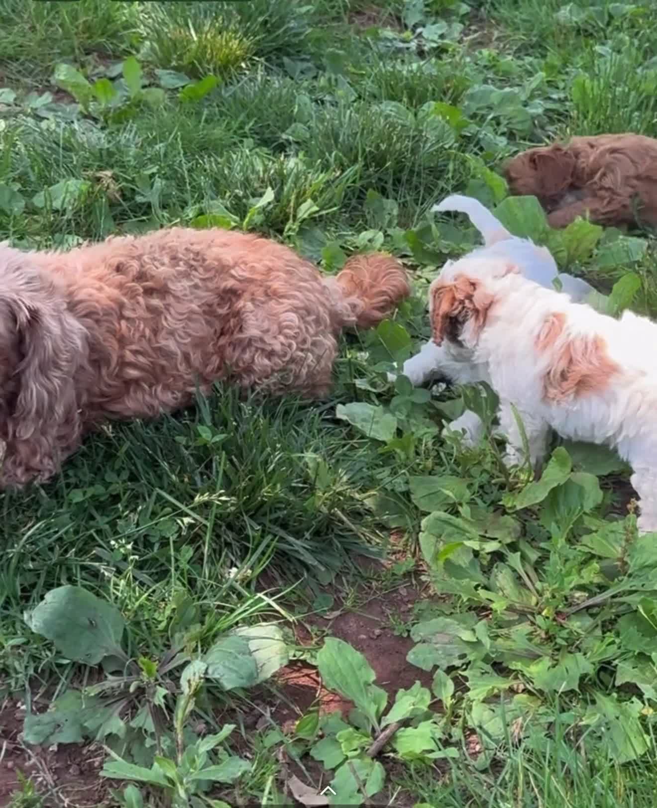 Cavapoo dogs for sale: Conner - Video 2