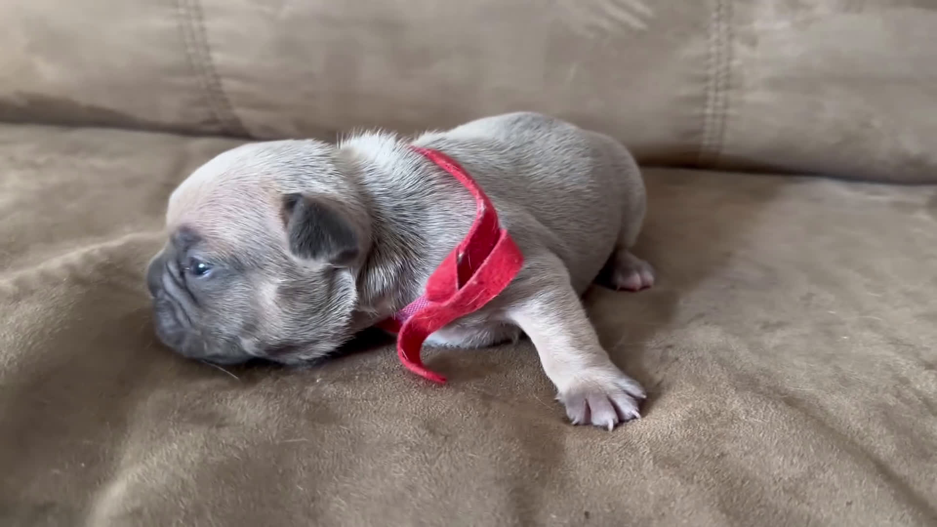 French Bulldog dogs for sale: French Bulldog Puppy 1 - Video 1