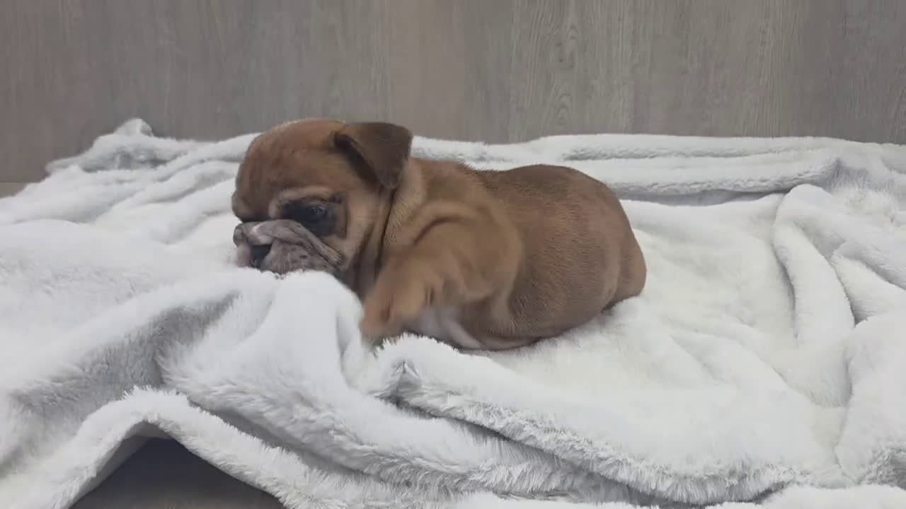 English Bulldog dogs for sale: Kona - Video 1