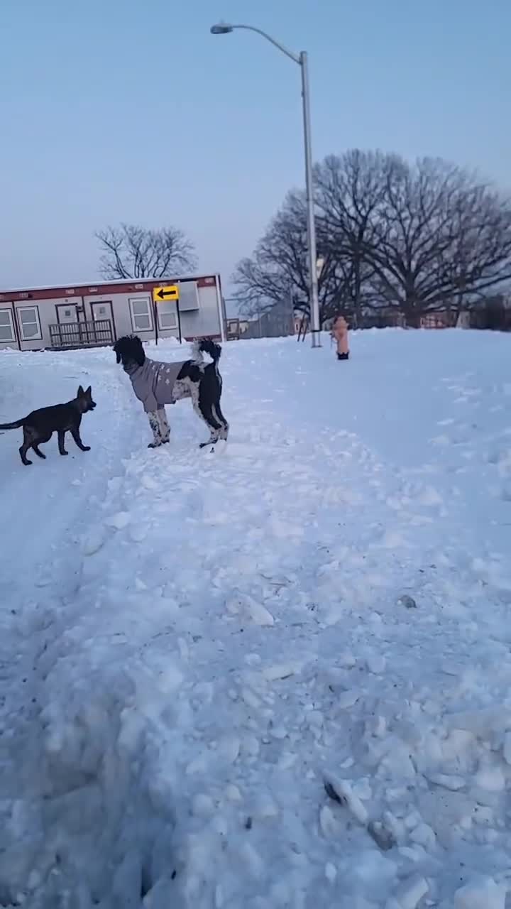 German Shepherd dogs for sale: German Shepherd 1 - Video 2