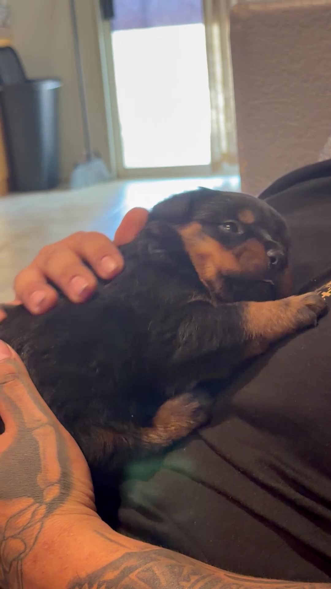 Rottweiler dogs for sale: Rottweiler Puppy 2 - Video 1