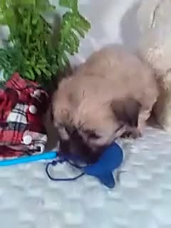 Shih Tzu dogs for sale: Cosmo - Video 1
