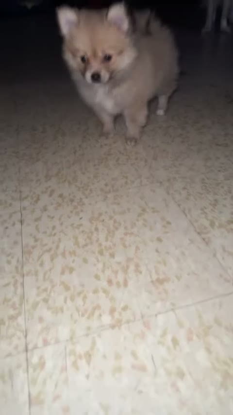 Pomeranian dogs for sale: Pomeranian 5 - Video 1